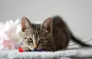 Eine getigerte Katze sitzt auf einem Kratzbaum bei Tierschutz Austria