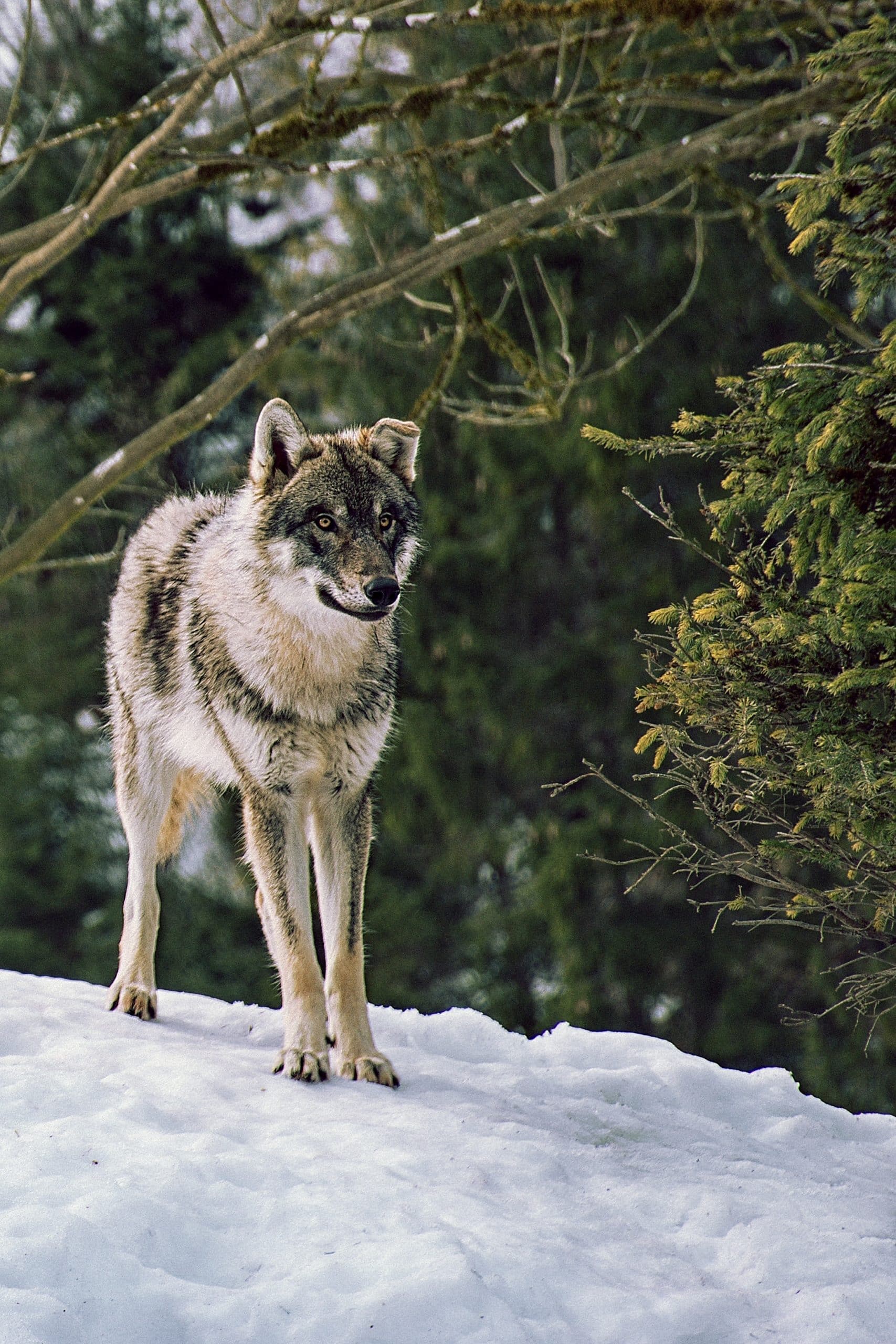 Du bist der nächste Wolf