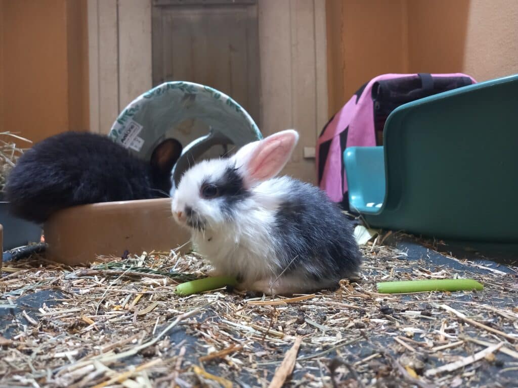 Tierschutz Austria Kaninchen