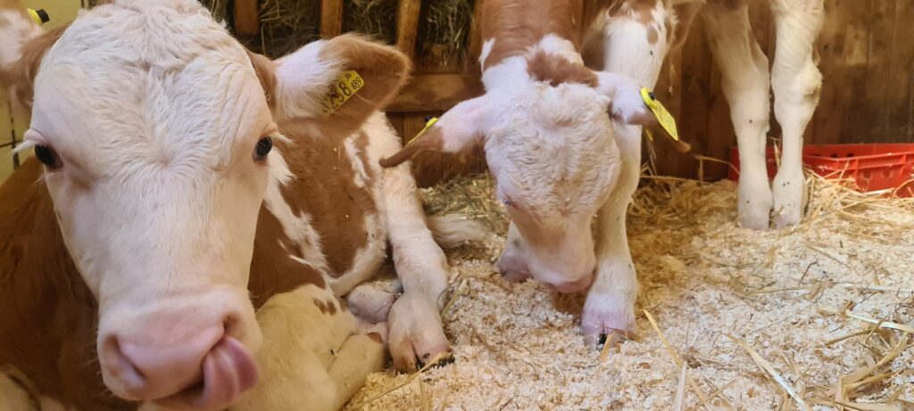 Kälber im Tierschutzhaus