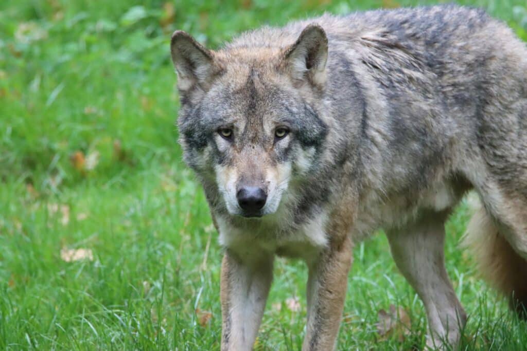 Wolf Naturschutz Herdenschutz