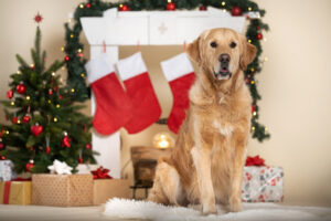 Hund Zeus Christkind Aktion sitzend quer