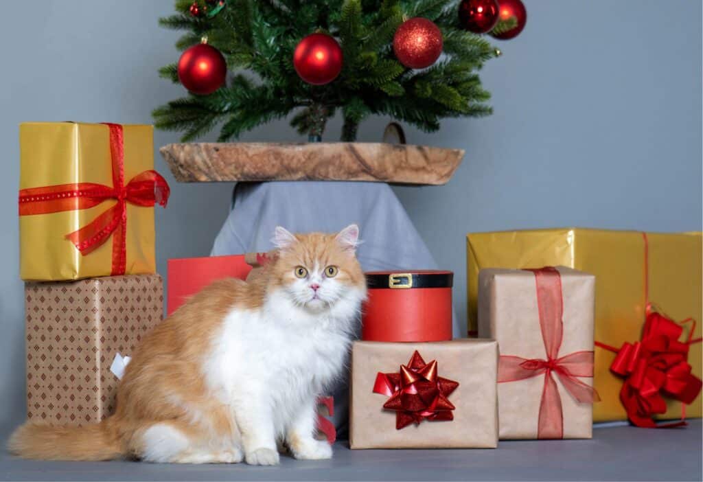 Katze Findus Geschenkpatenschaft